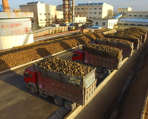 甜菜基地